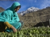 Haji Bibi, wife of Alam Jan Dario weeds garden, Chipurson Valley, tributary of Hunza Valley, Karakoram Range, Pakistan